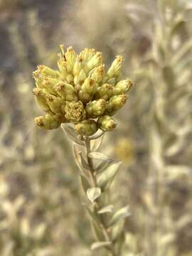 Image of Helichrysum uninervium Burtt Davy