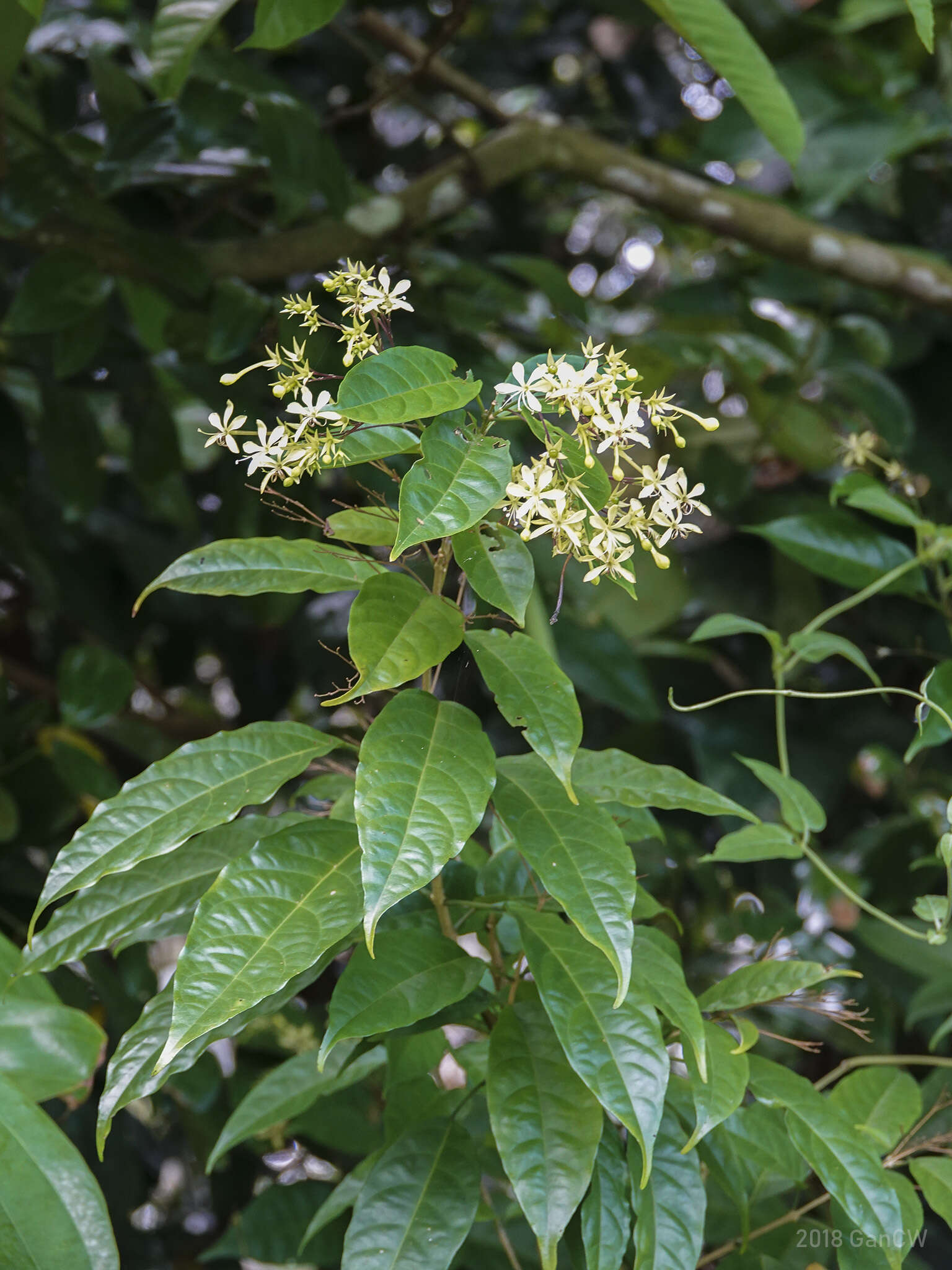 Sivun Clerodendrum laevifolium Blume kuva