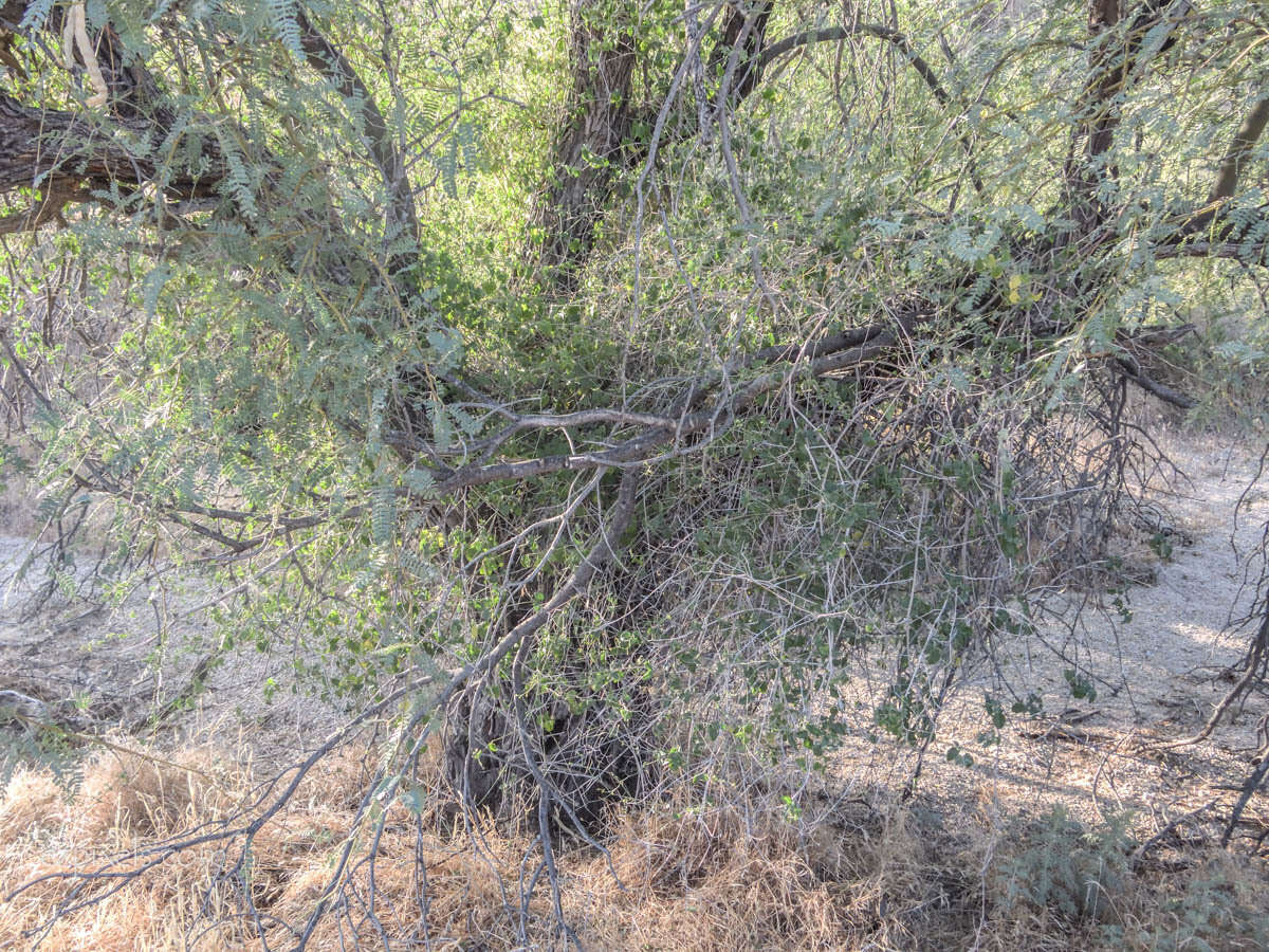 Image of Commicarpus scandens (L.) Standl.