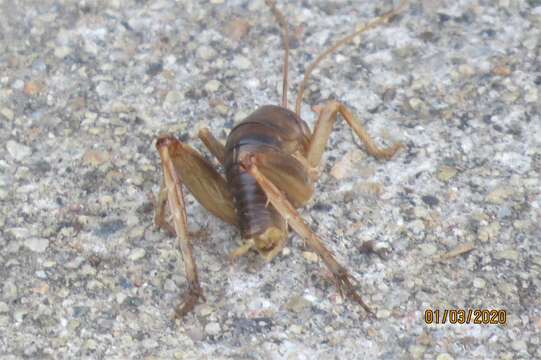 Image of Ceuthophilus (Hemiudeopsylla) hesperus Hubbell 1936