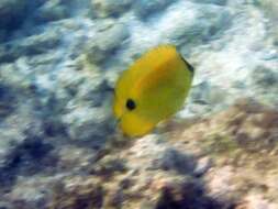 Image of Yellow Butterflyfish