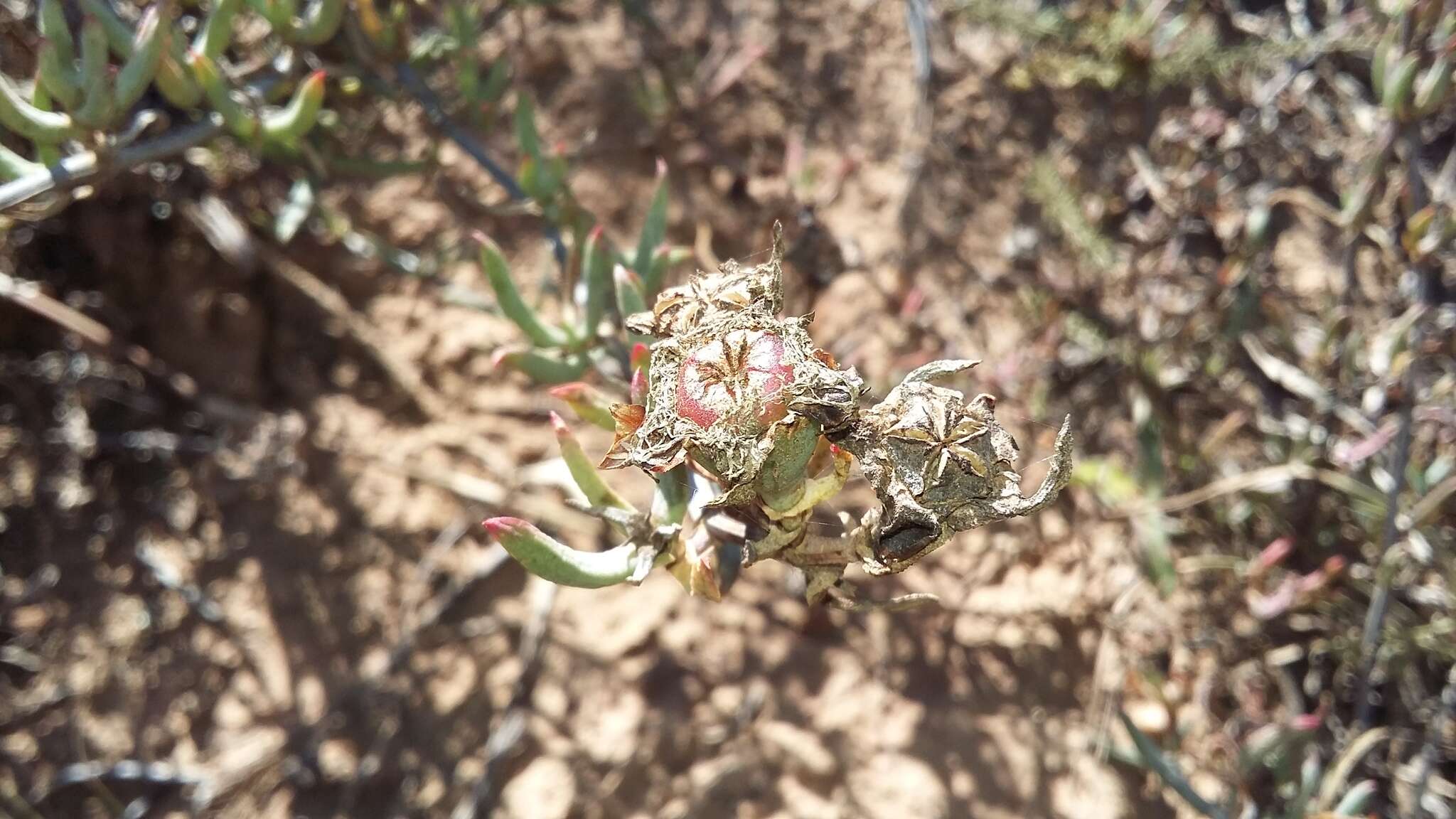 صورة Lampranthus productus (Haw.) N. E. Br.