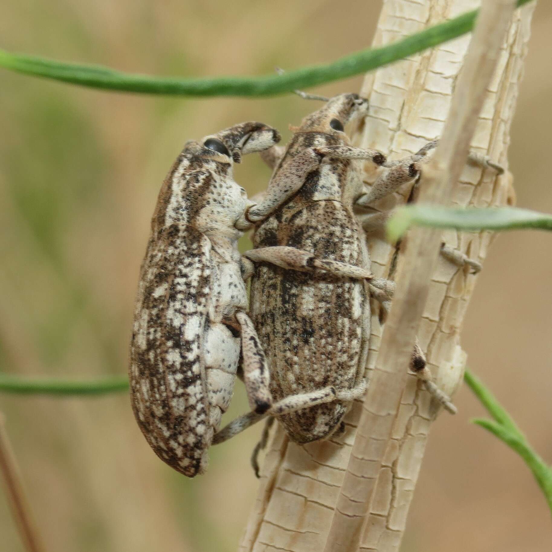 صورة Apleurus saginatus Anderson 1987