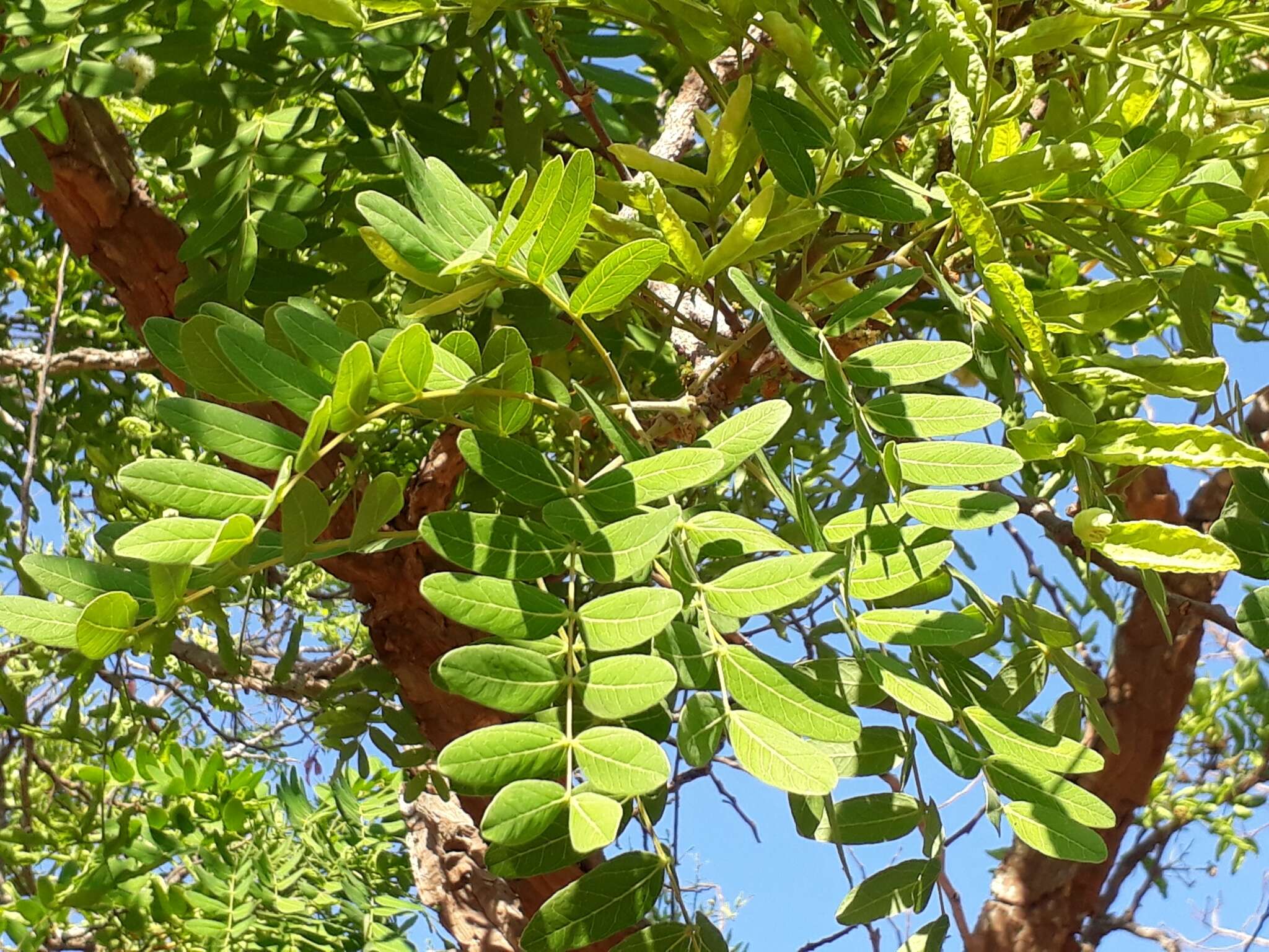 Imagem de Enterolobium gummiferum (Mart.) J. F. Macbr.