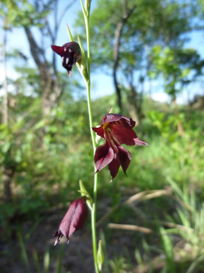 Image of Gladiolus atropurpureus Baker