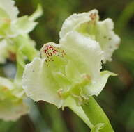 Image of Pterygodium hastatum Bolus