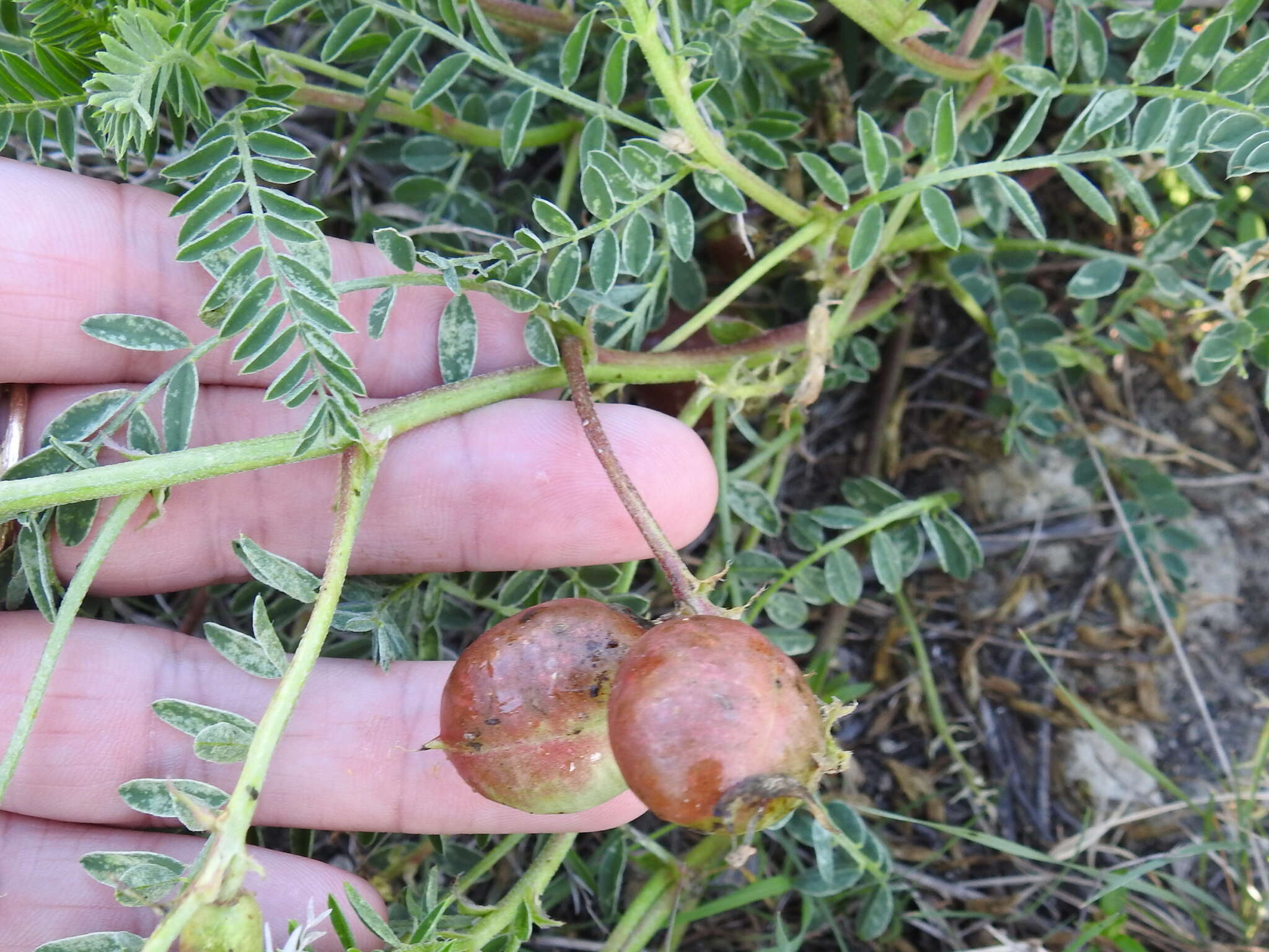 Sivun Astragalus crassicarpus Nutt. kuva