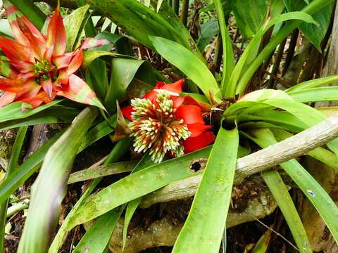 صورة Guzmania conglomerata H. Luther