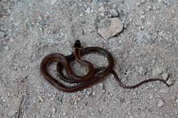 Image of Kinkelin Graceful Brown Snake