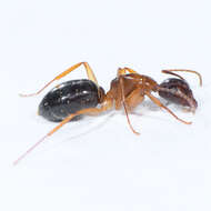 Image of Camponotus clarithorax Creighton 1950