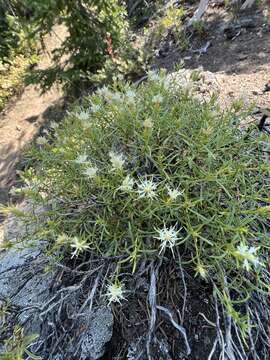 Image of Columbian goldenbush