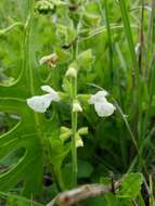 Imagem de Salvia assurgens Kunth