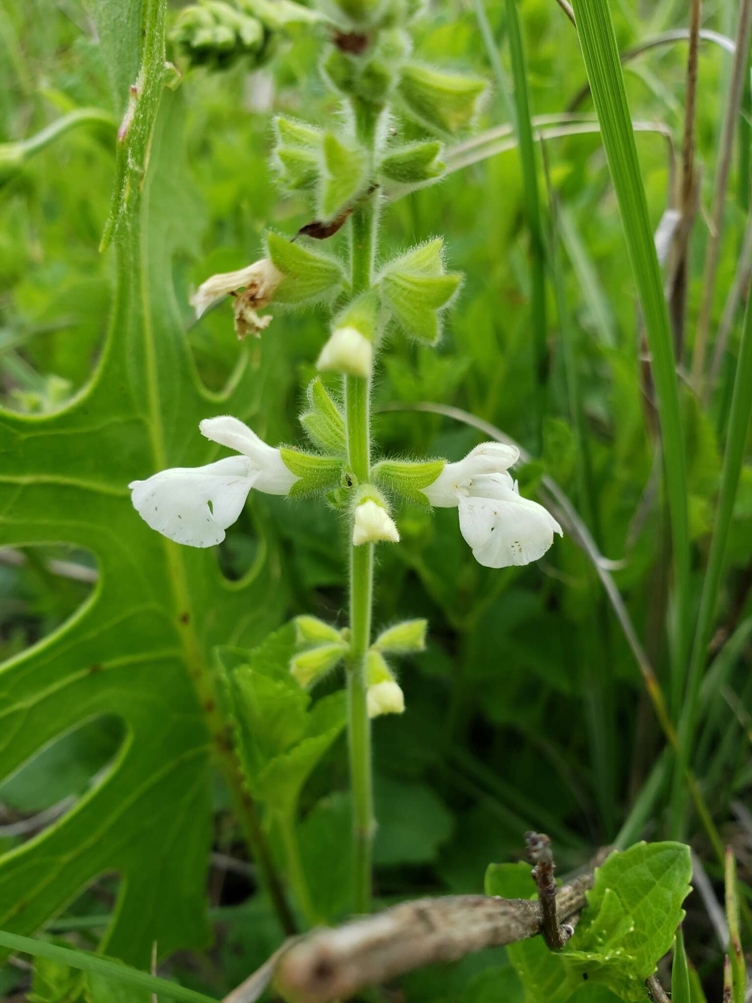 Image of Salvia assurgens Kunth