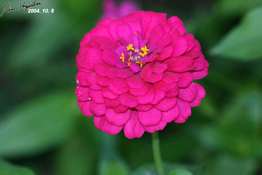 Image of ELEGANT ZINNIA