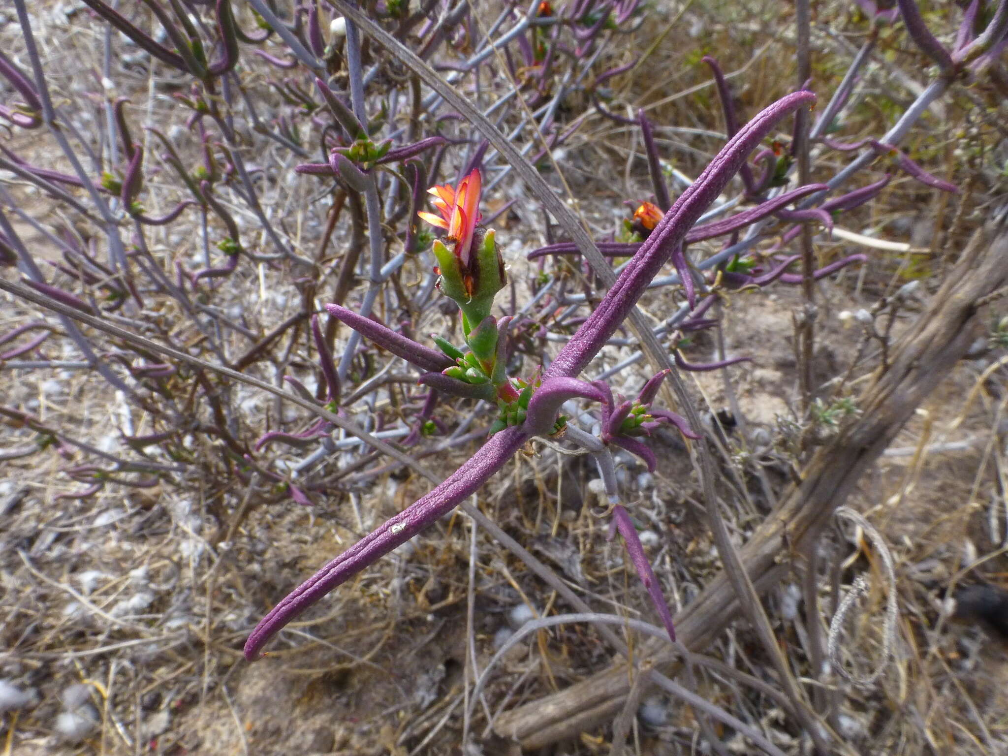 Image of Lampranthus spiniformis (Haw.) N. E. Br.