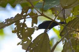 Image of White-shouldered Tanager