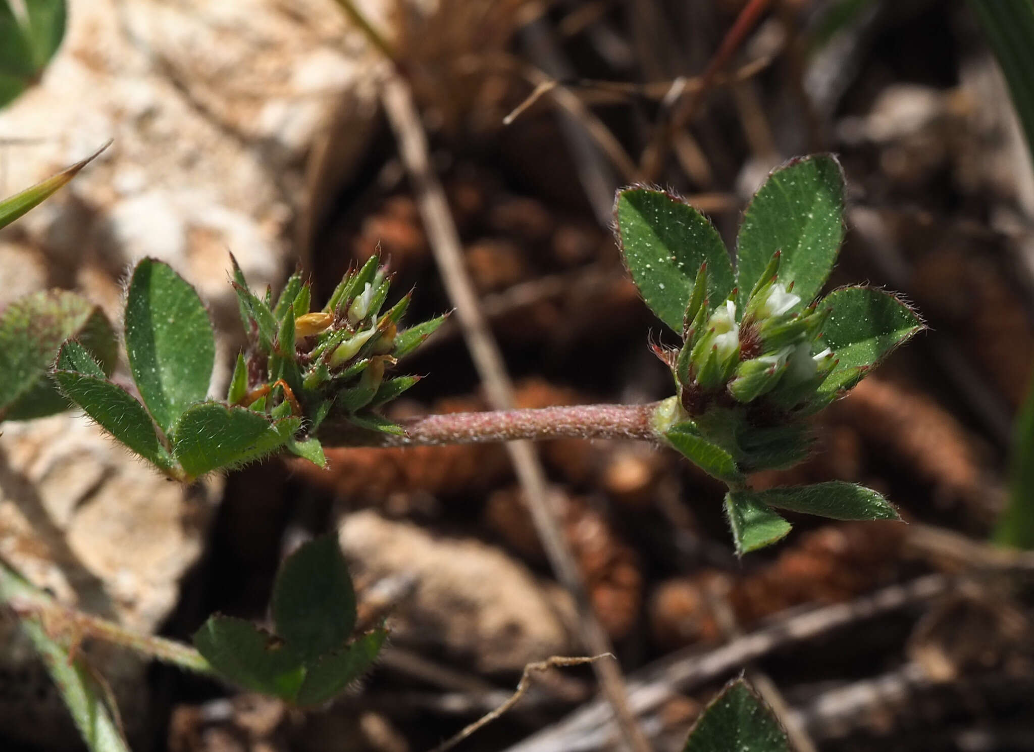 Слика од Trifolium scabrum L.