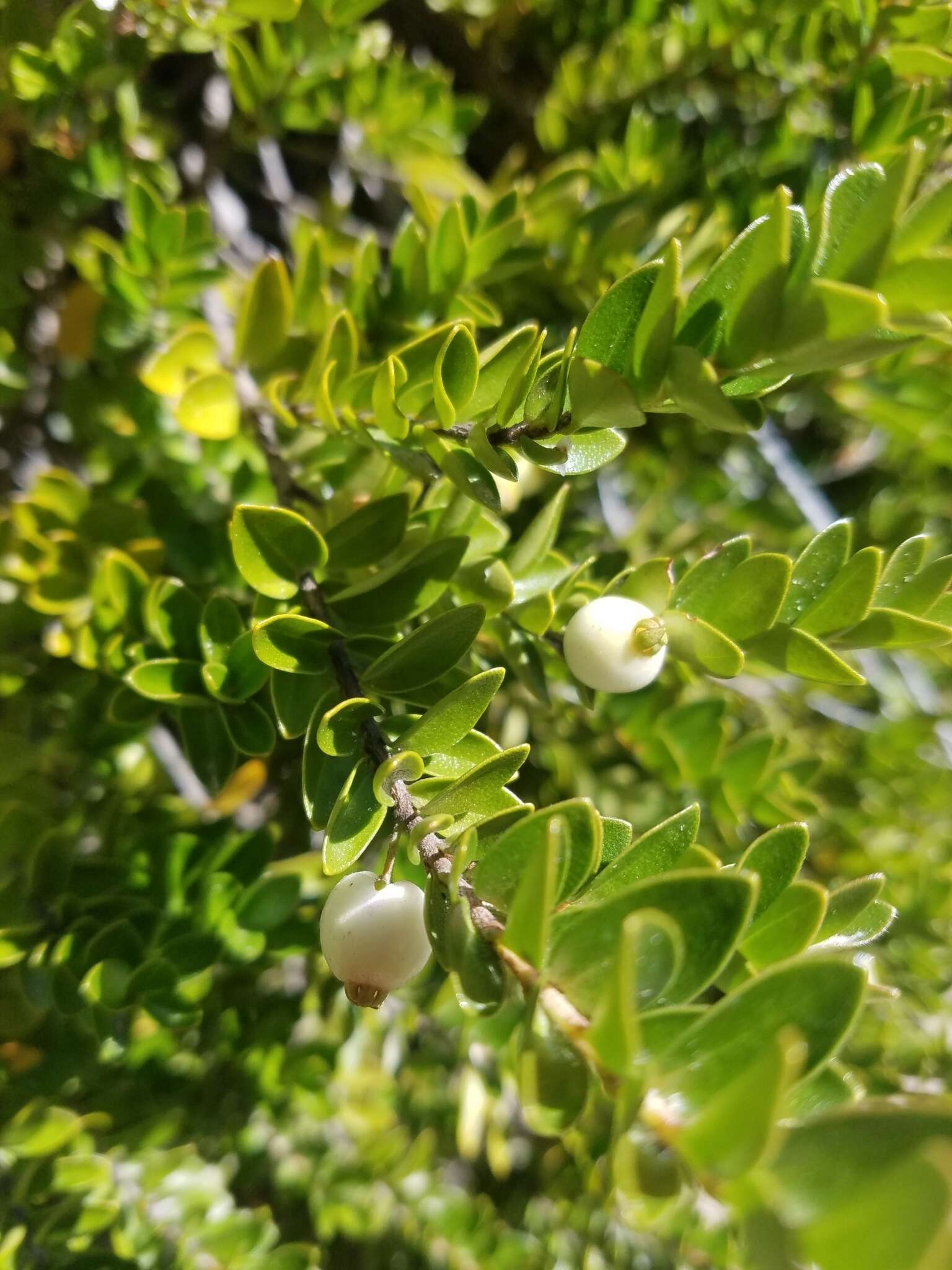 Myrteola nummularia (Poir.) O. Berg resmi