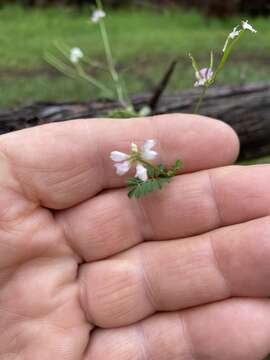 Image of Cretan crownvetch