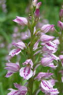 Image de Dactylorhiza iberica (M. Bieb. ex Willd.) Soó