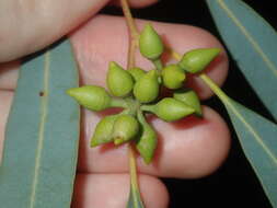 Image of Eucalyptus camaldulensis subsp. arida Brooker & M. W. Mc Donald