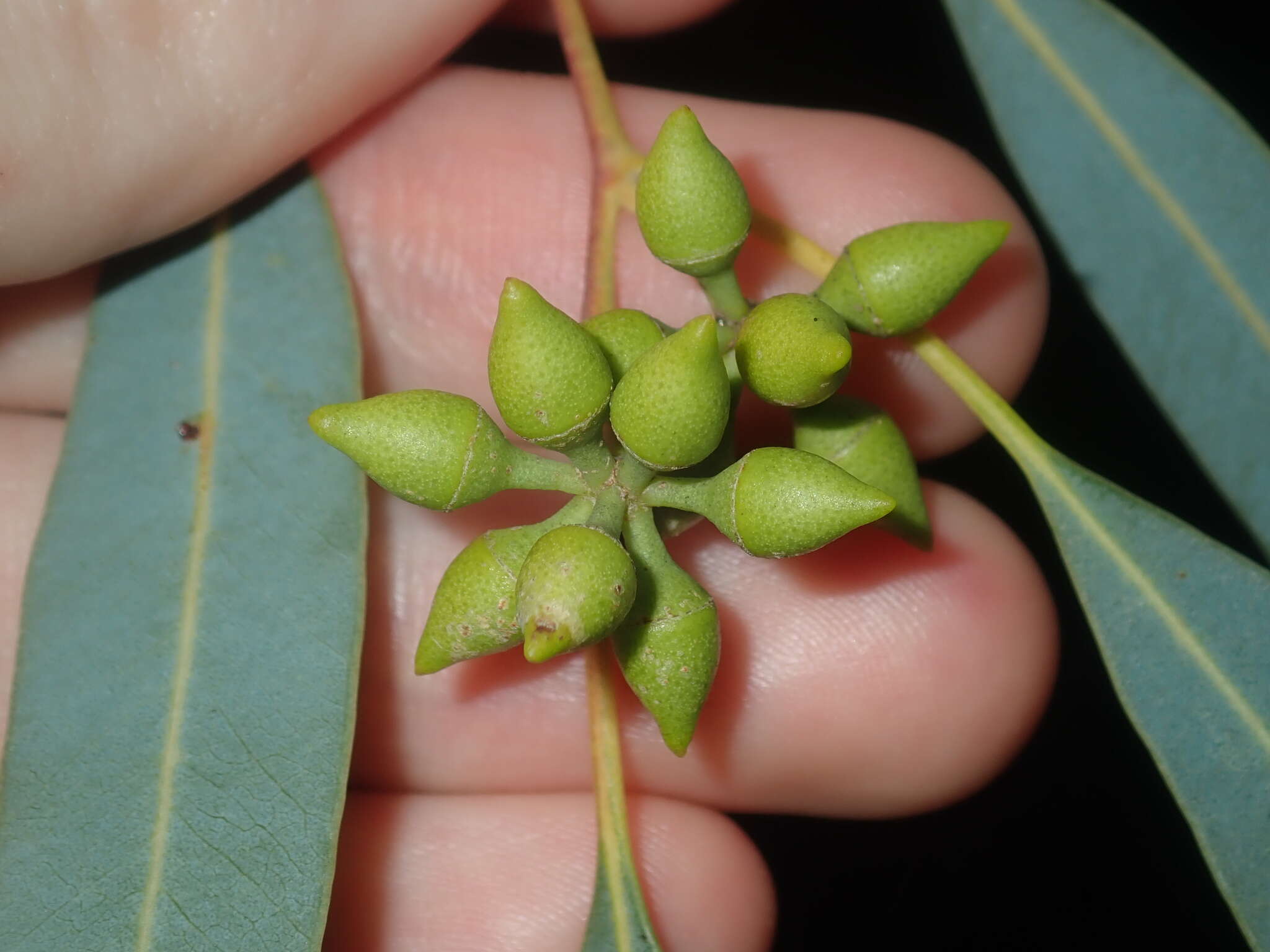 Image of Eucalyptus camaldulensis subsp. arida Brooker & M. W. Mc Donald