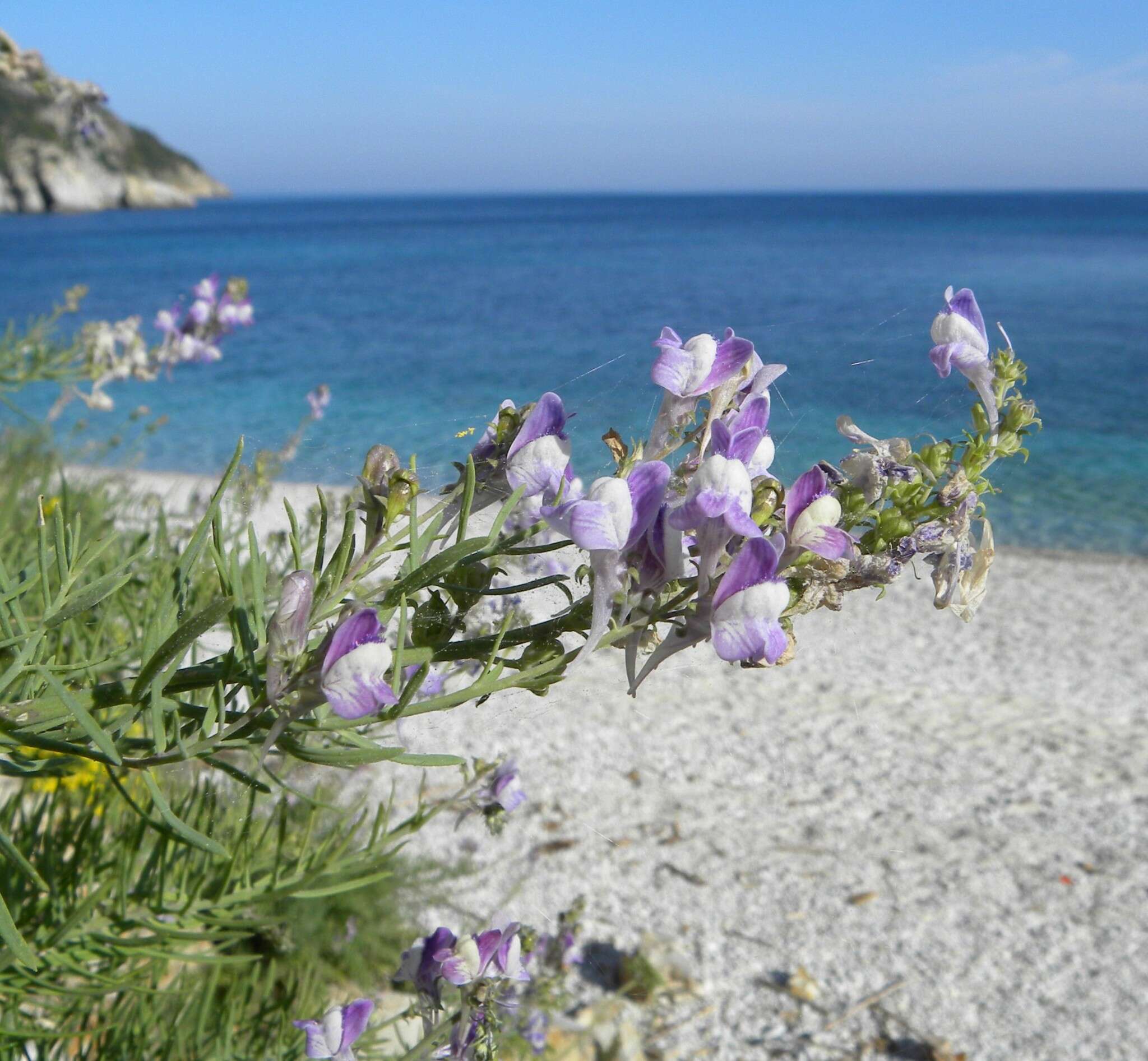 Plancia ëd Linaria capraria Moris & De Not.