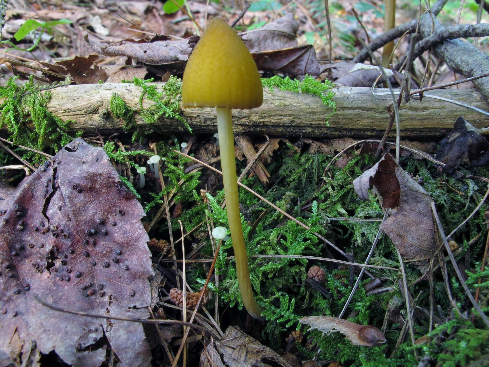 Слика од Entoloma luteum Peck 1902