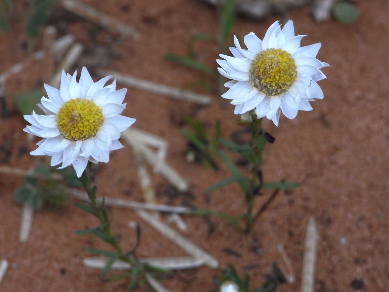 صورة Rhodanthe stuartiana (Sond. & F. Müll.) P. G. Wilson