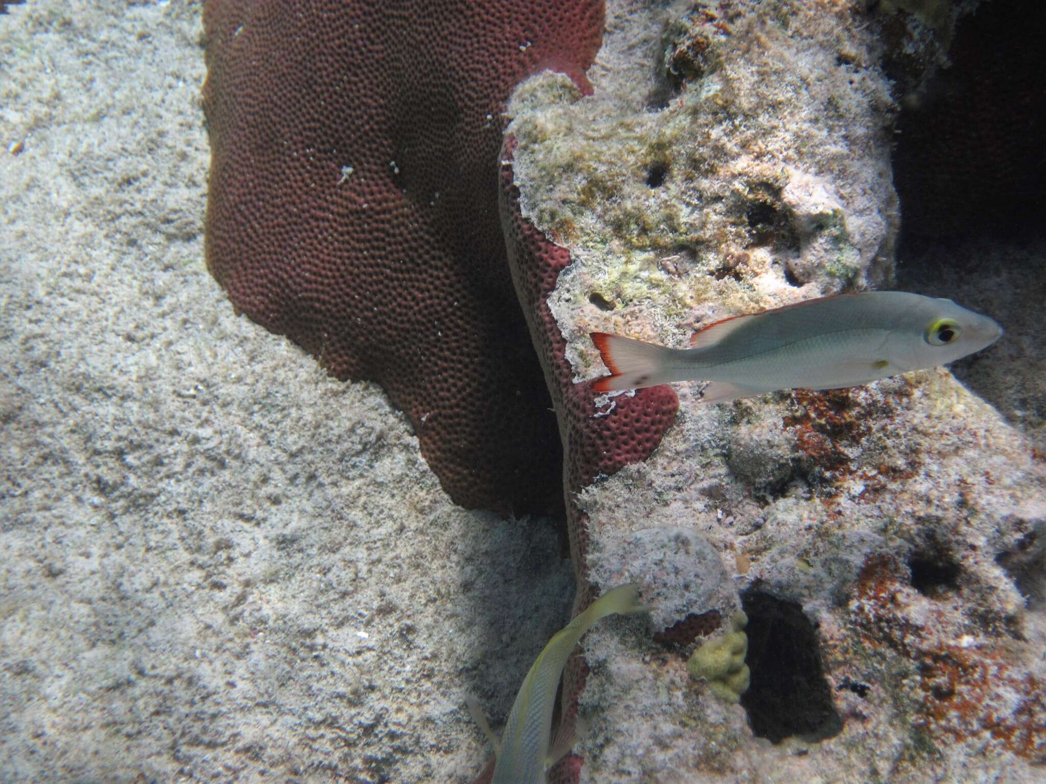 Image of Lantern jaw