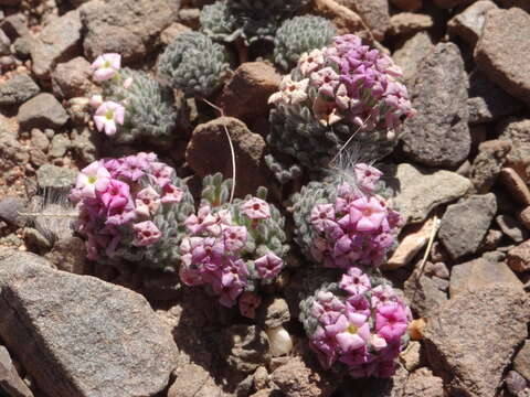 Image de Junellia digitata (Phil.) Moldenke