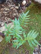 Polypodium cambricum L.的圖片