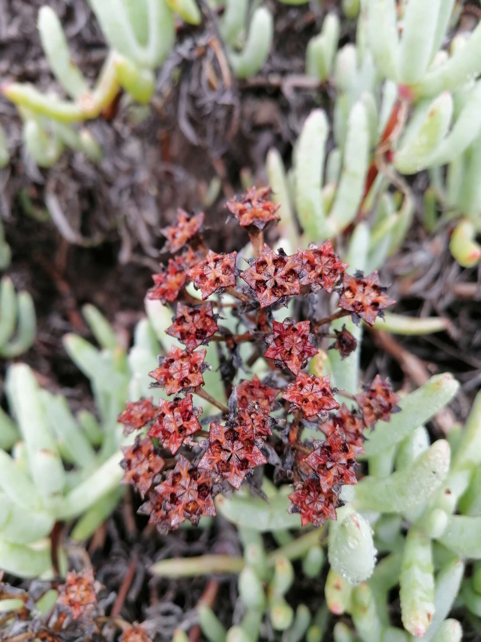 Image of Scopelogena verruculata (L.) L. Bol.