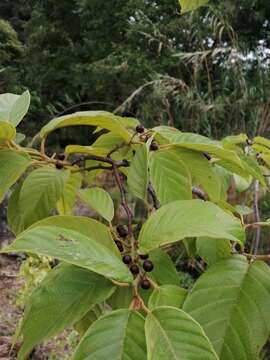 Image of Frangula capreifolia (Schlechtend.) Grubov