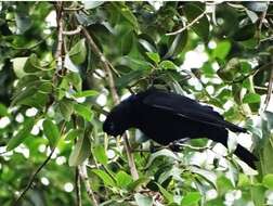 Image of Red-rumped Cacique