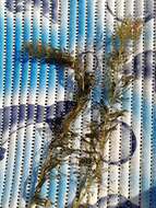 Image of shortspike watermilfoil