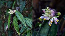 Image of Polygala arcuata Hayata