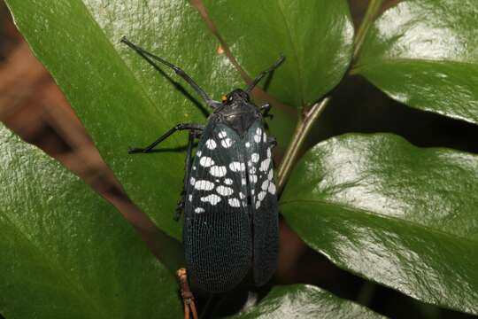 Image of Lycorma olivacea Kato 1929