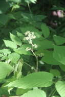 Image de Aralia continentalis Kitag.