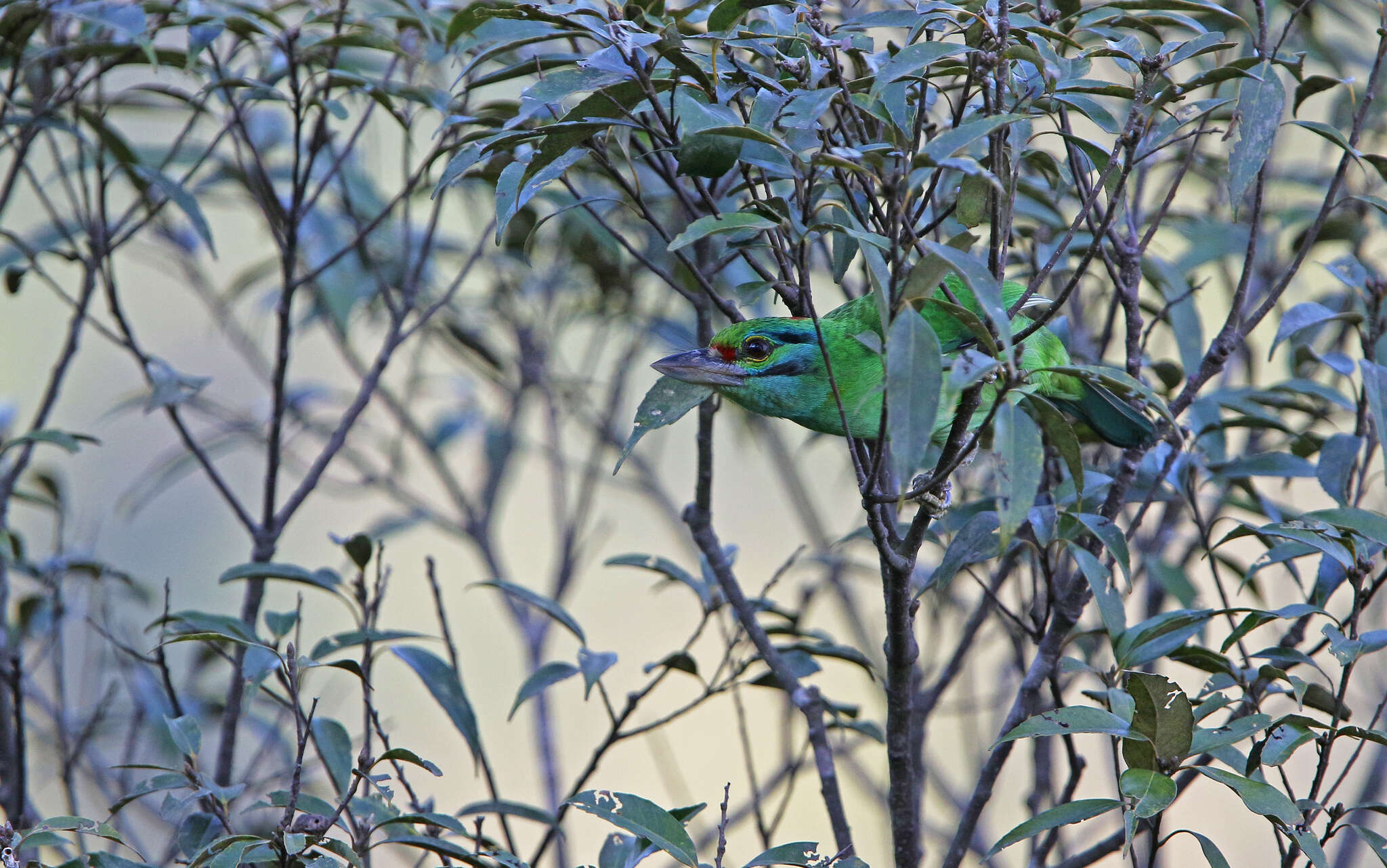 Image of Moustached Barbet