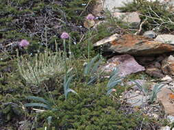 Image of Allium carolinianum Redouté