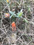 Image of Darwinia citriodora (Endl.) Benth.