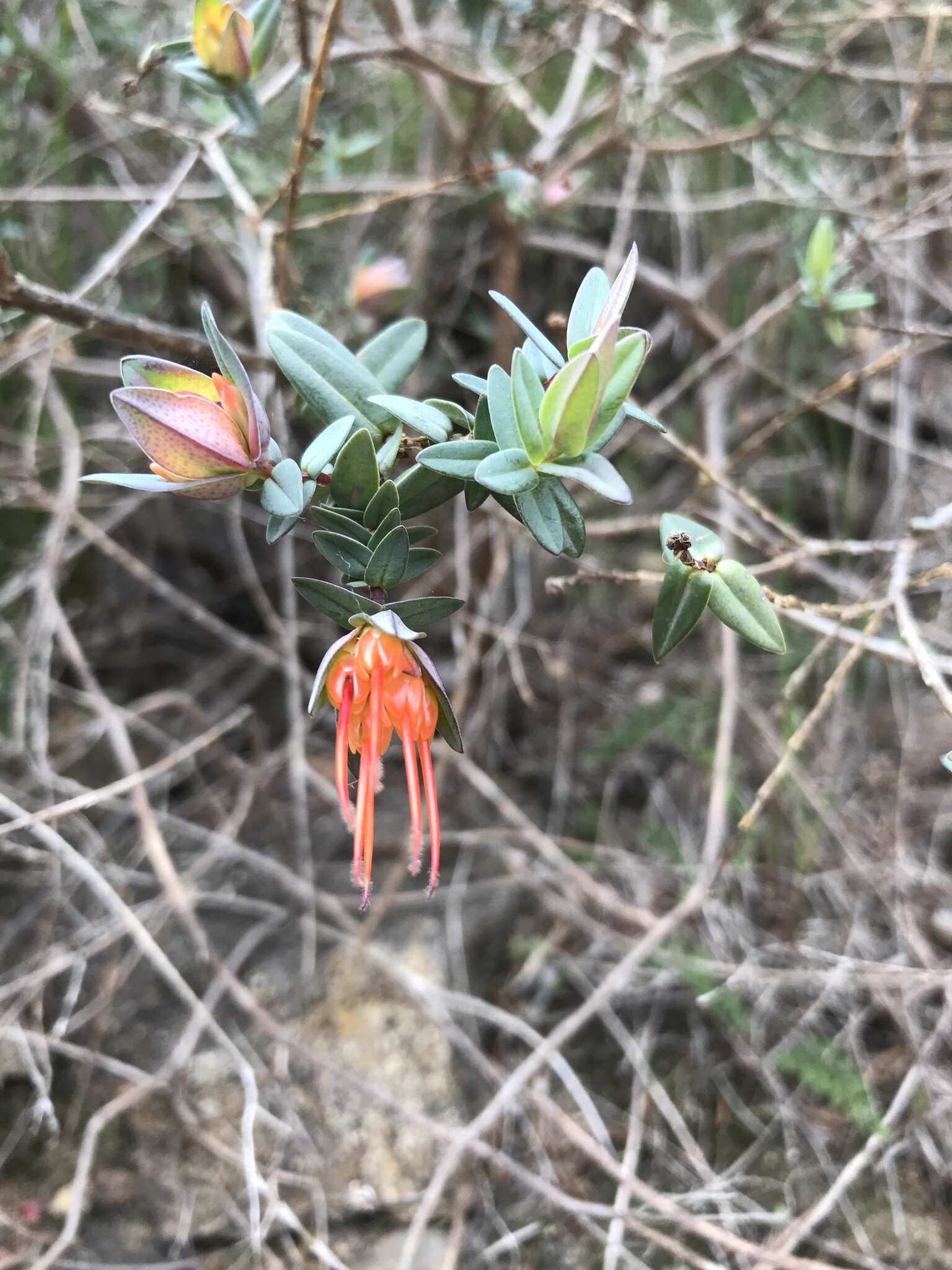 Image of Darwinia citriodora (Endl.) Benth.