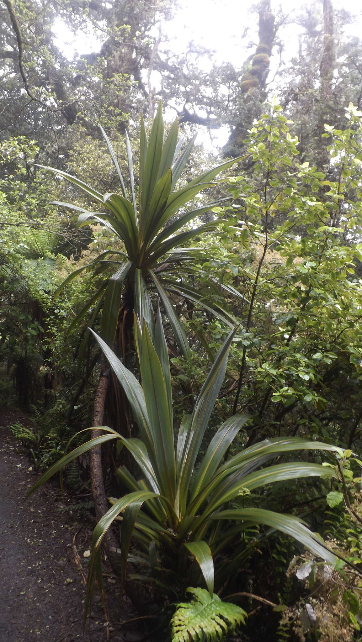 Image of Cordyline indivisa (G. Forst.) Endl.