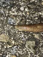 Image of Shelled slug