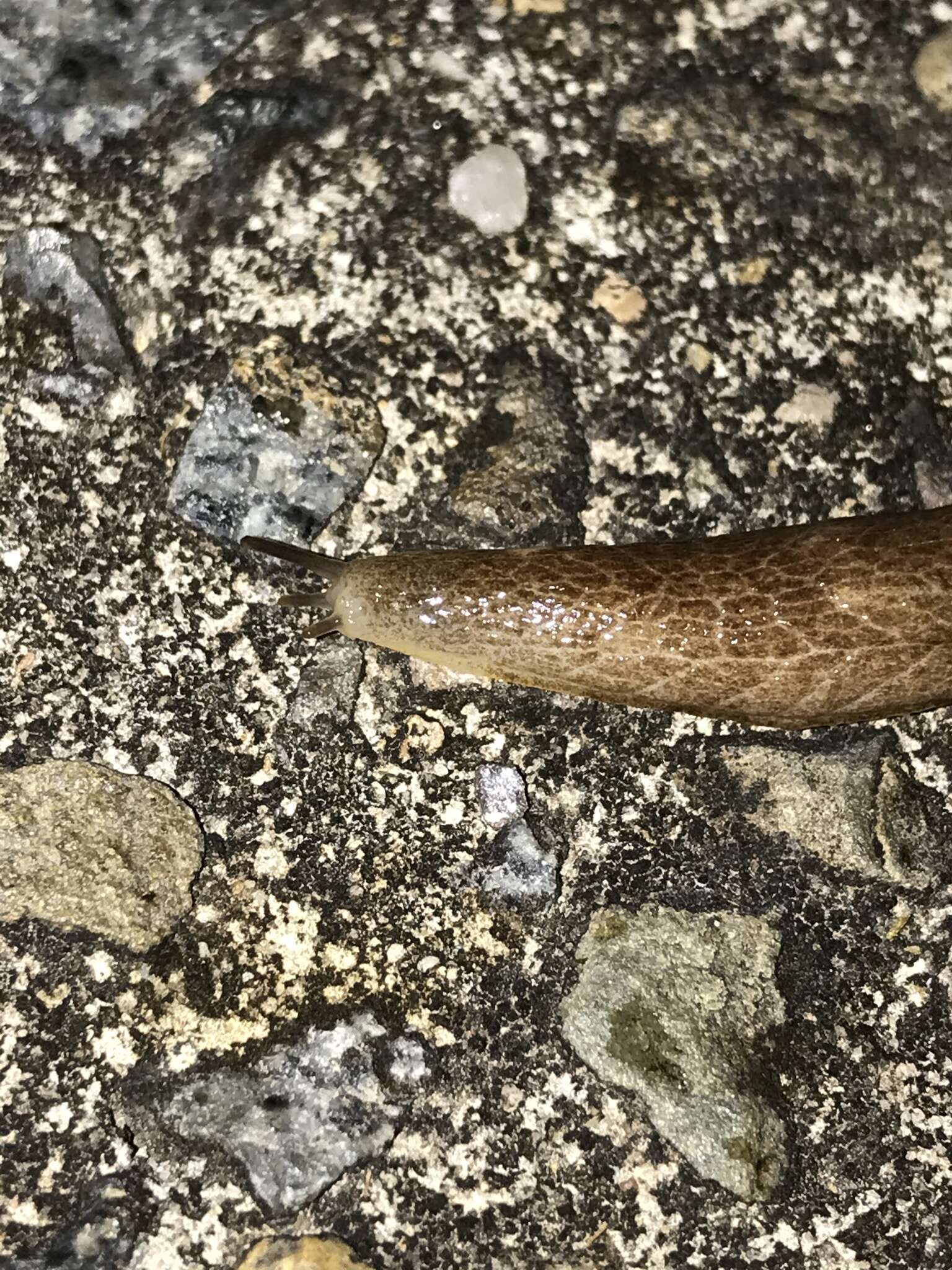 Image of Shelled slug