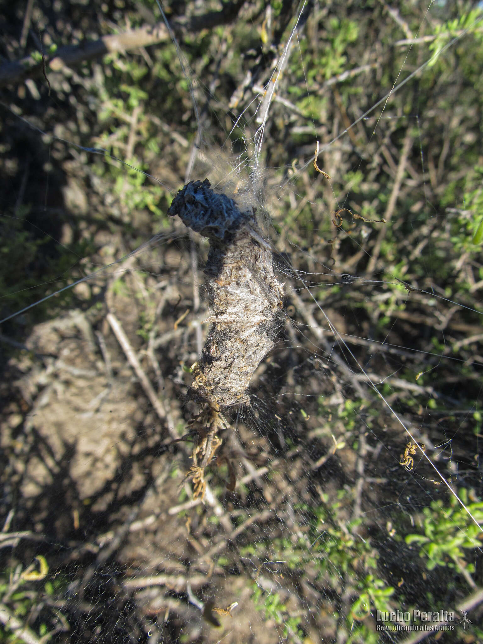 Image of Diguetia catamarquensis (Mello-Leitão 1941)