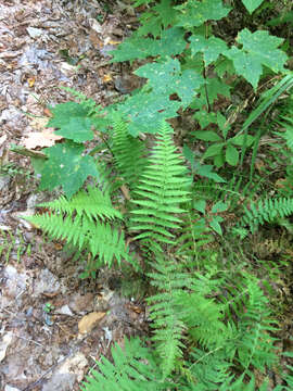 Image de Amauropelta noveboracensis (L.) S. E. Fawc. & A. R. Sm.