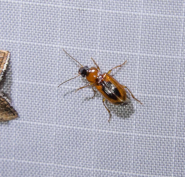 Image of LeConte's Seedcorn Beetle