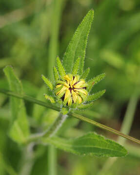 Sivun Rudbeckia hirta var. pulcherrima Farw. kuva